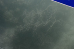Pavona decussata