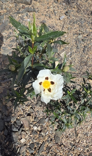 Gum Rock-rose