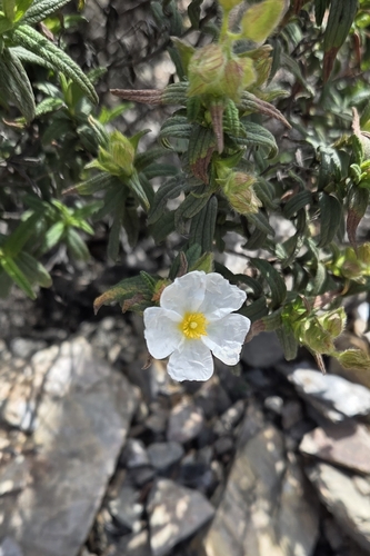 Montpellier Cistus