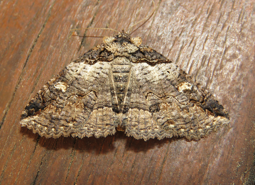 Intent Zale Moth from Fentress County, TN, USA on April 10, 2026 at 08: ...