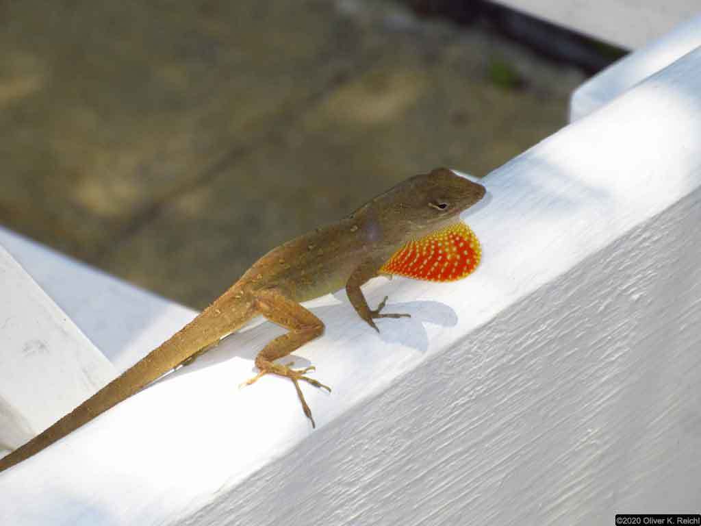 Anolis jubar santamariae from Cayo Ensenachos, VC, Cuba on March 4 ...