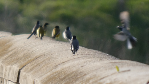 White Wagtail