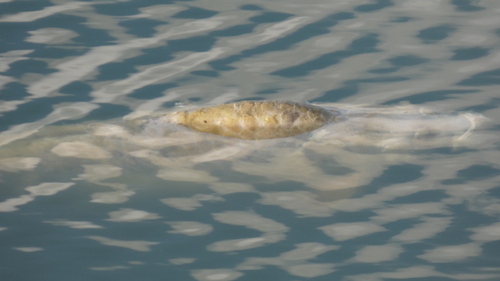 European Carp