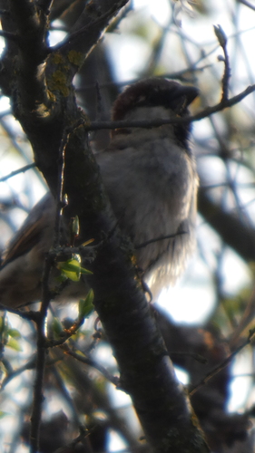 House Sparrow