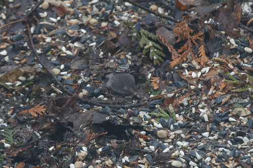 Masked Shrew observed by sarahbradley2