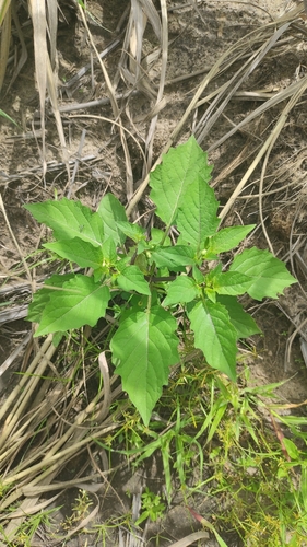 cutleaf groundcherry