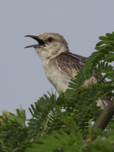 Rufous-winged Cisticola