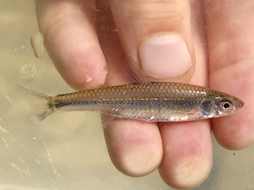 Plains Sand Shiner