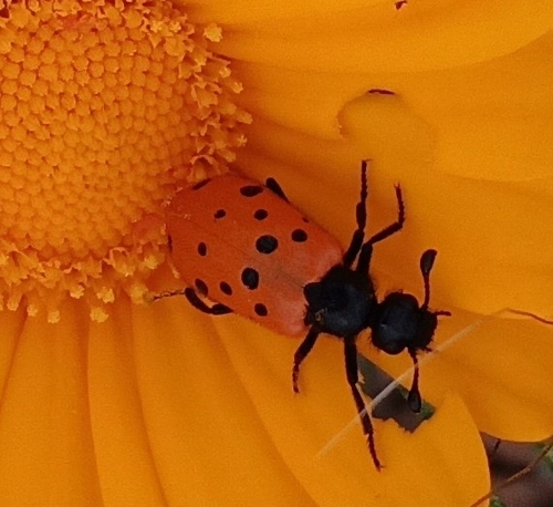Actenodia septempunctata