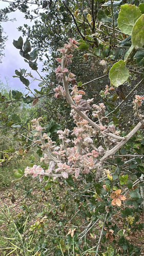iNaturalist observation photo of Live Oak Witches' Broom Fungus