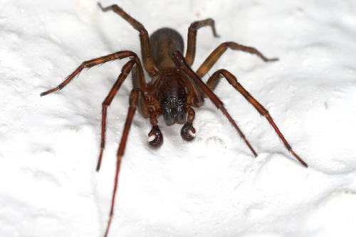 Black Laceweaver
