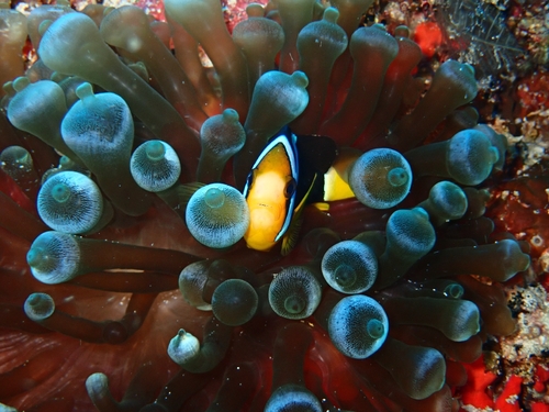 Amphiprion clarkii