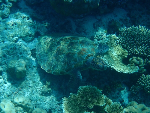 Chelonia mydas