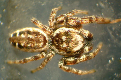 Pelegrina insignis thumbnail