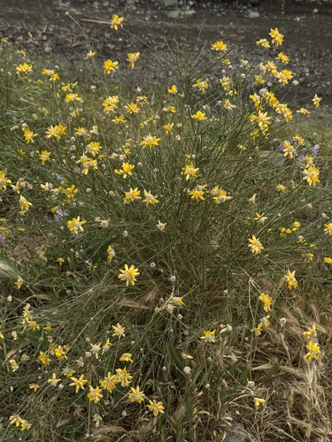 Avistamiento Genista umbellata