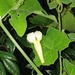 Trichosanthes subvelutina - Photo (c) Luis Webber, todos los derechos reservados, subido por Luis Webber