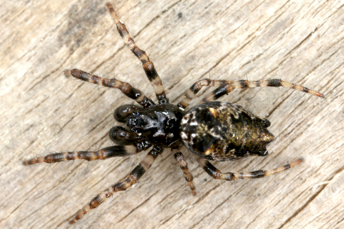 Oculate Garbage-line Web Spider