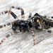 Oculate Garbage-line Web Spider - Photo (c) gernotkunz, all rights reserved, uploaded by gernotkunz