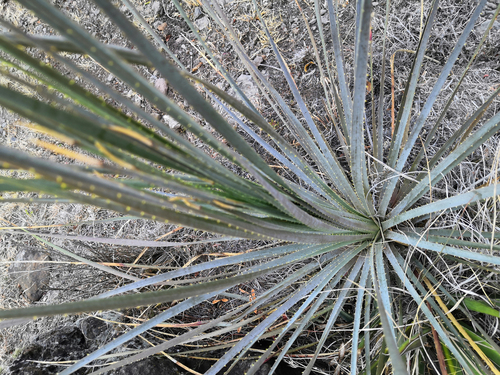 Dasylirion glaucophyllum