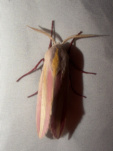 Leucophlebia neumanni