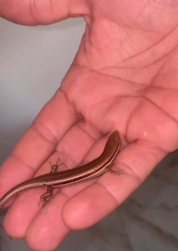 Heath's Small-headed Skink