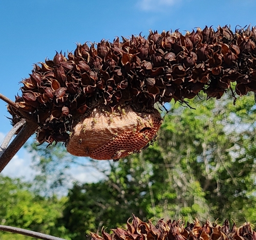 Protopolybia exigua