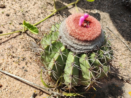 Melocactus zehntneri