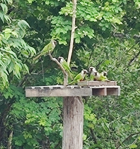 Gray-breasted Parakeet