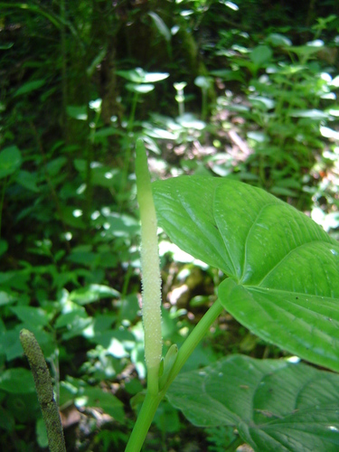 Root Beer Plant