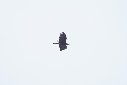 Avistamiento Águila real (Sierra Nevada)