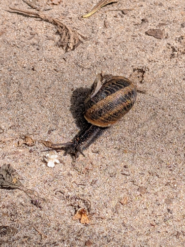 Cornu aspersum