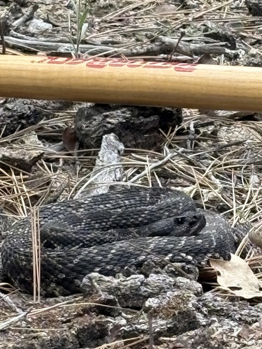iNaturalist observation photo of Southern Pacific Rattlesnake