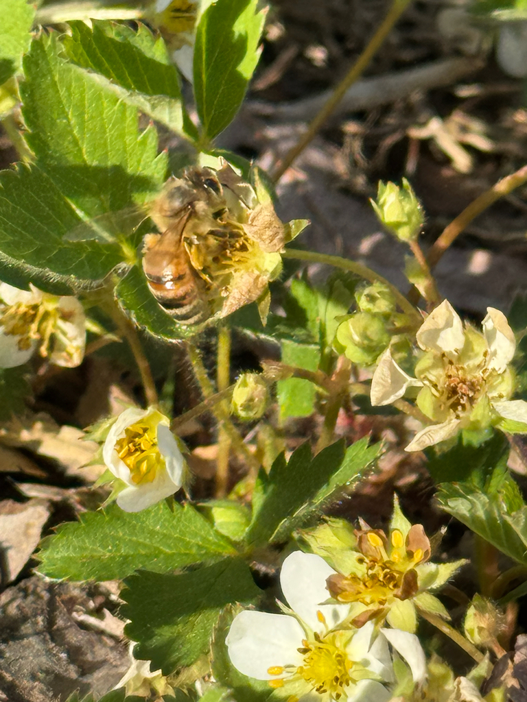 Western Honey Bee from Aquia Creek Ln, Fairfax, VA, US on April 9, 2026 ...