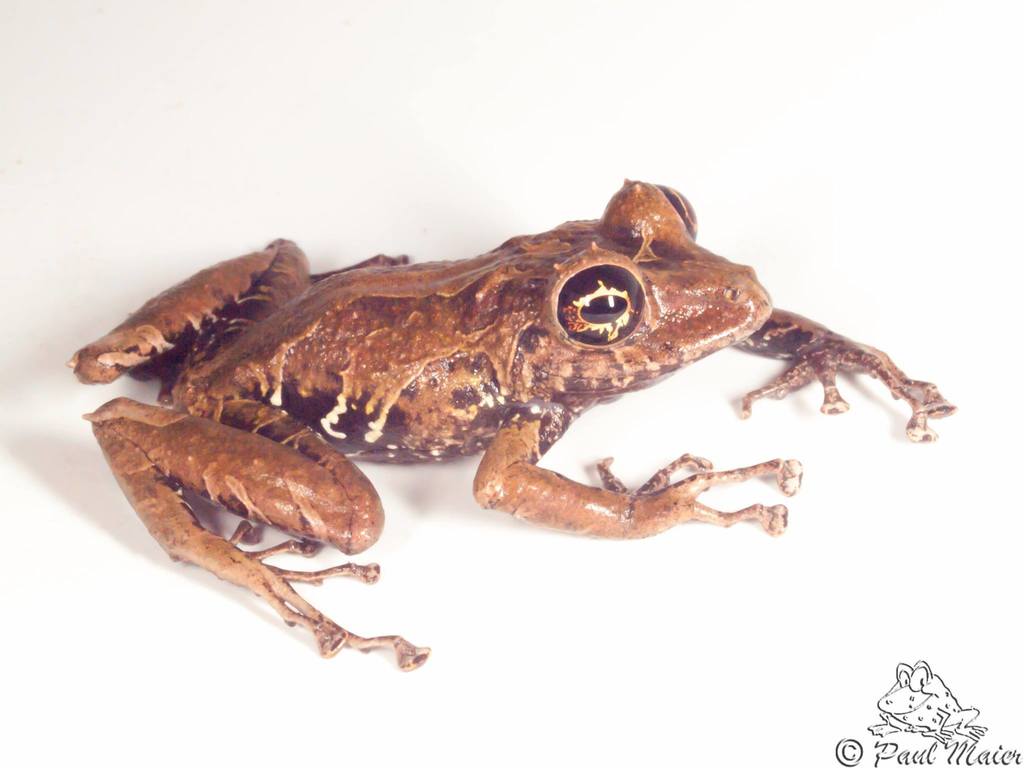 Rio Faisanes Robber Frog (Pristimantis muricatus) · iNaturalist