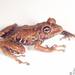 Pristimantis muricatus - Photo (c) Paul Maier, all rights reserved, uploaded by Paul Maier