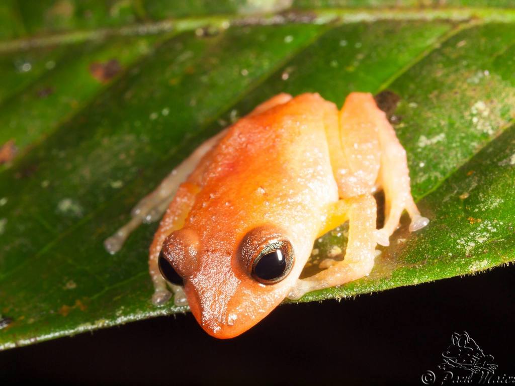 Ricuarte Robber Frog (Pristimantis scolodiscus)