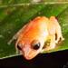 Ricuarte Robber Frog - Photo (c) Paul Maier, all rights reserved, uploaded by Paul Maier
