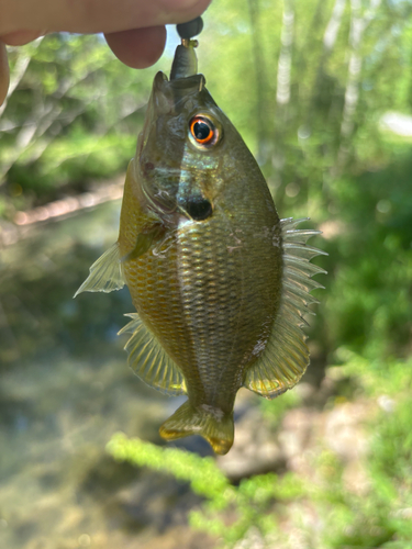 Lepomis miniatus