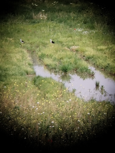Black-winged Stilt