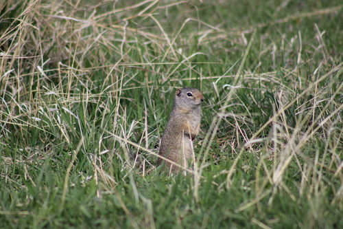 Uinta Ground Squirrel observed by zoonoo