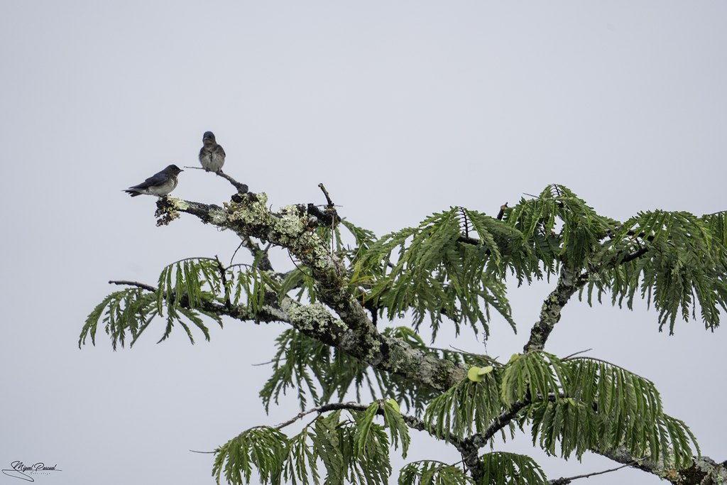 Peruvian Martin Gray-breasted Martin from Putumayo, Ecuador on October 13, 2021 at 01: ...