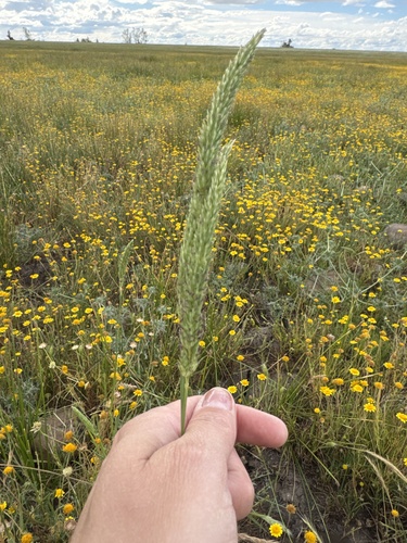iNaturalist observation photo of harding grass