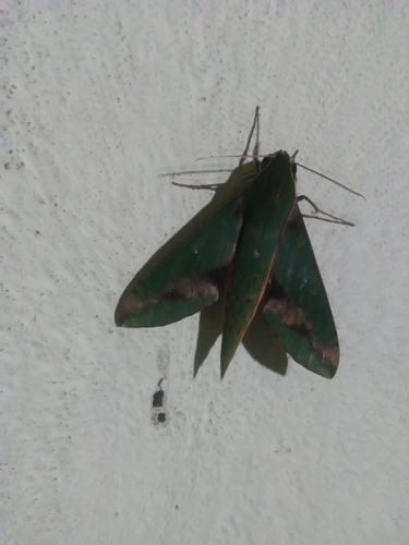 Leafy Sphinx