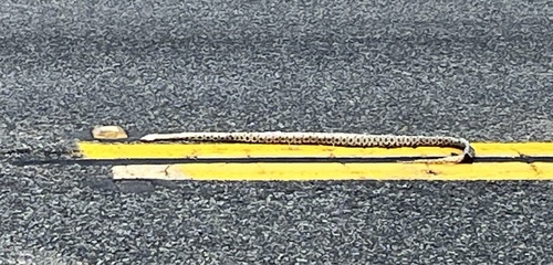 iNaturalist observation photo of Pacific Gopher Snake