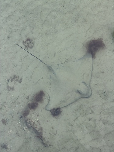 Myliobatis tenuicaudata