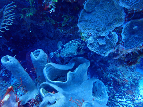 Lactophrys triqueter