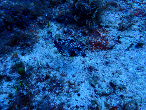Lactophrys triqueter