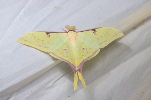 South China Moon Moth