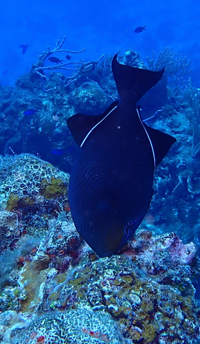 Melichthys niger