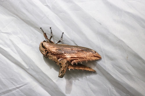 Apple Hawkmoth